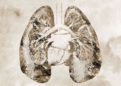 Lungs and Heart