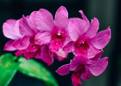 Pink orchid flowers