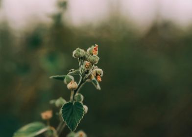 Leaves green