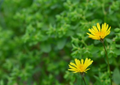 Yellow flower