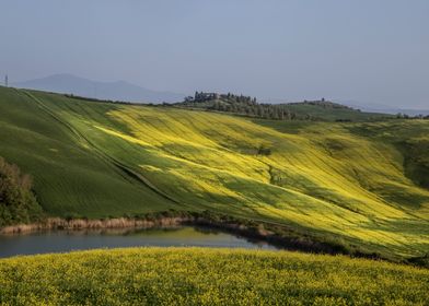 Yellow and Green