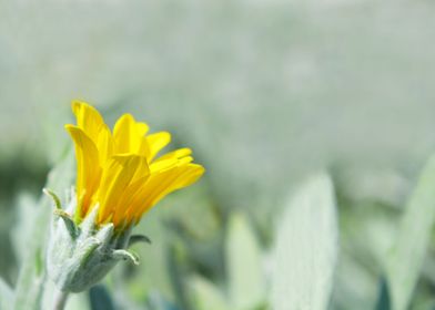 Yellow flower 