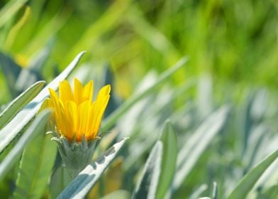 Yellow flower