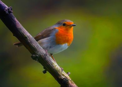 Christmas Robin