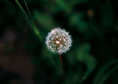 Dandelion