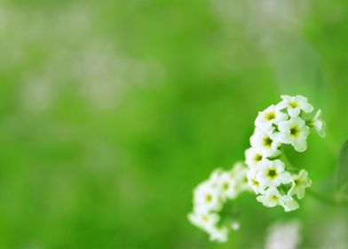 White flowers 