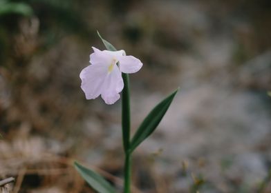 flower in the forest