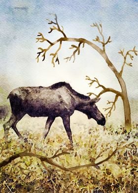 Watercolor of Moose 