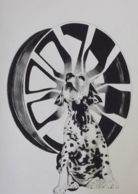 Dalmatian with wheel rim