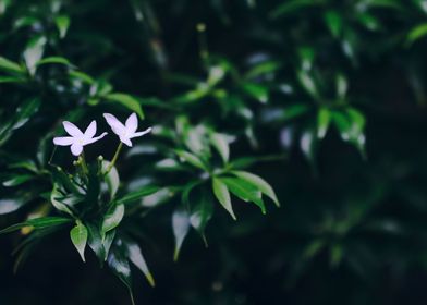 Wild flowers in nature