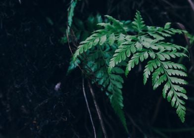 Natural wood plants