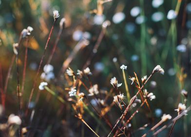 Flowers in nature