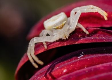 Crab Spider