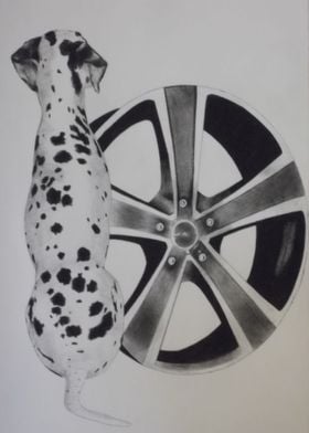 Dalmatian with wheel rim