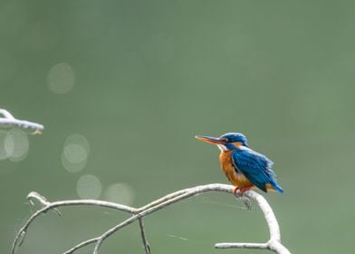 Kingfisher