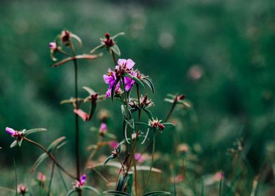 Wild flowers in nature