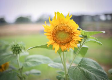 Sunflowers