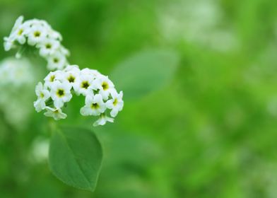 White flowers 