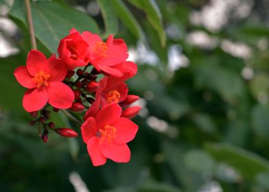 Red flowers 