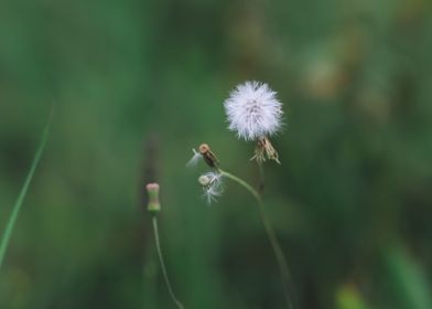  flower in the fores