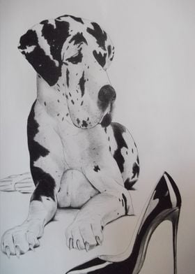 Great Dane with shoe