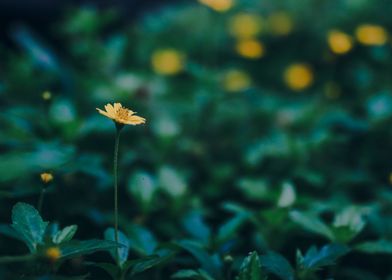 Wild flowers in nature