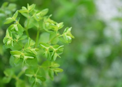 Green tree plant