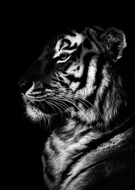Tiger head black and white