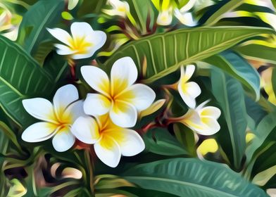 White Plumeria flowers