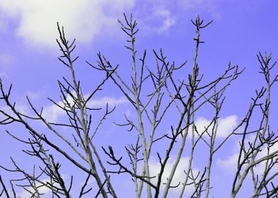 Dry tree against sky