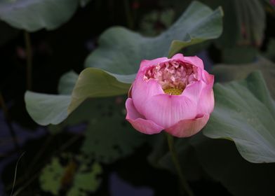 Pink lotus flower