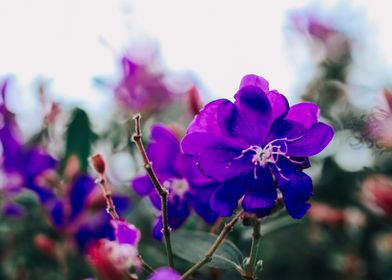 Winter flowers 