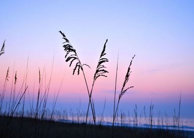 Sea Oats Sunrise