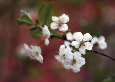 Apricot blossom