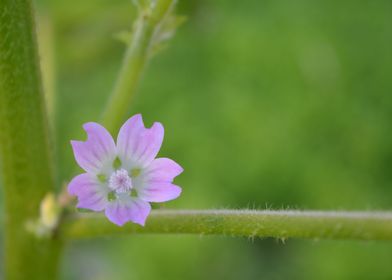 Purple flower