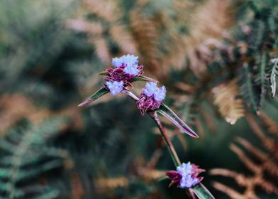 Flowers in nature