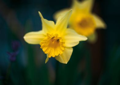 Yellow Narcissus