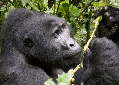 Mountain gorilla portrait