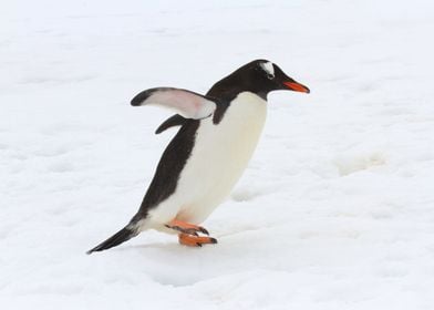 Gentoo Penguin