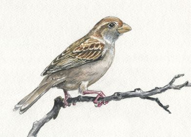 Sparrow