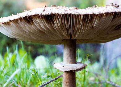 Flies on a mushroom