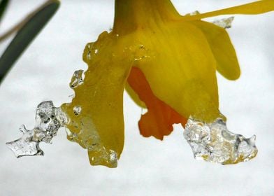 flower in ice