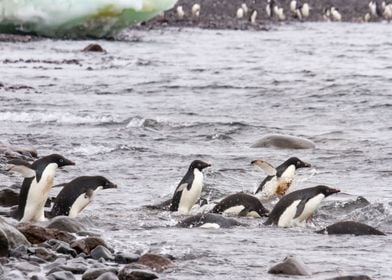 Swimming adelie penguins