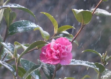 camellia flower and snow