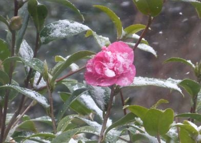 camellia flower in snow