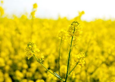 Canola flowers