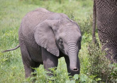 Young elephant