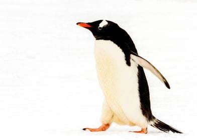 Waddling Gentoo Penguin