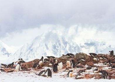 Gentoo Penguin rookery