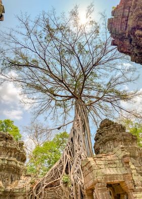 Ta Prohm Temple 